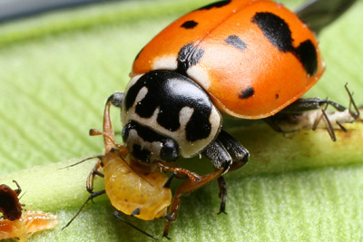 Lady Bug Lady Bug