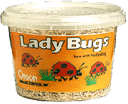 ladybugs ladybugs